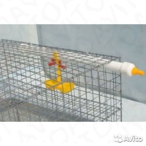 Ниппельная поилка для кур, перепелов, цыплят