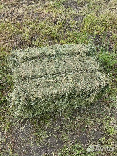 Сено 2024 года В наличии