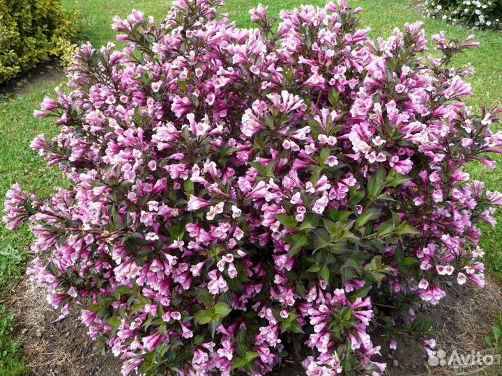 Вейгела порпуреа нана