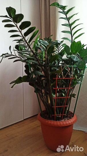 Замиокулькас