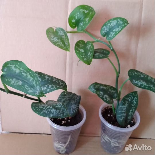 Сциндапсусы (эпипремнумы)