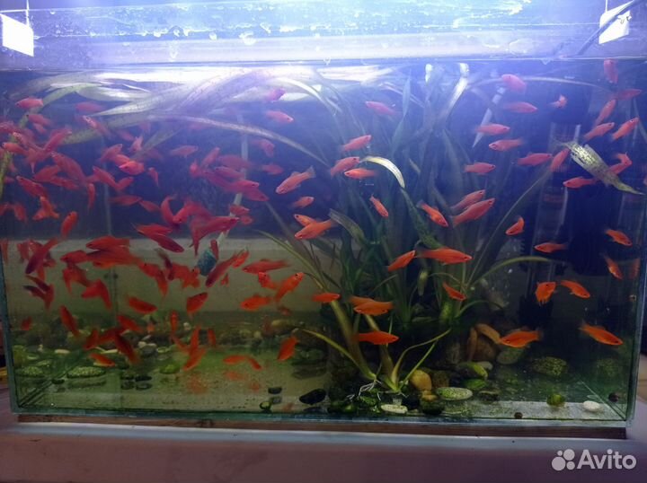 Меченосцы красивые