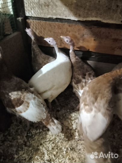 Индюки индюшки