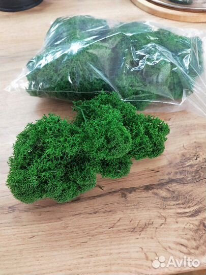Стабилизированный мох в пакетах по 100г