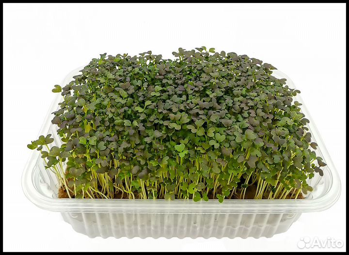 Микрозелень