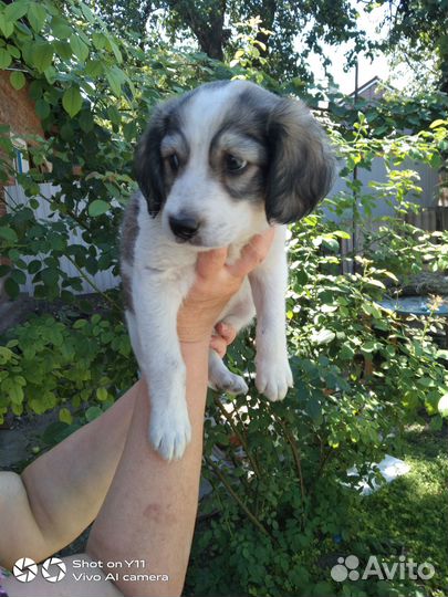 Щенки в добрые руки даром