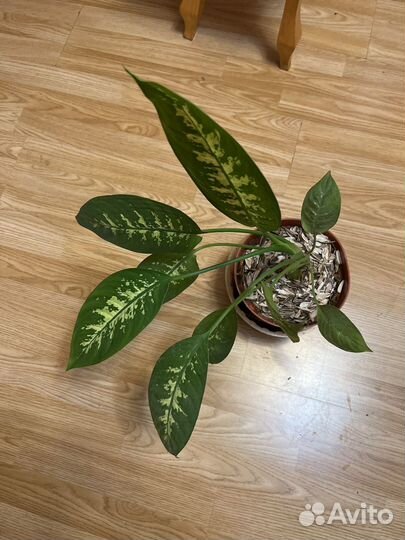 Диффенбахия