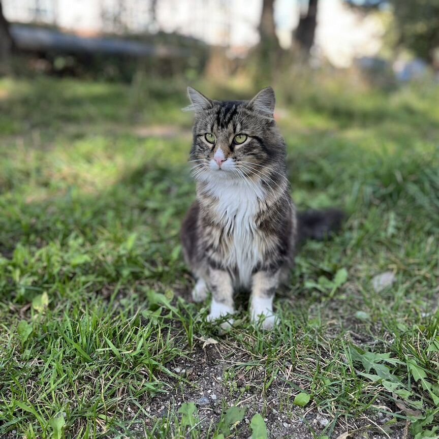 Котик нуждается в доме