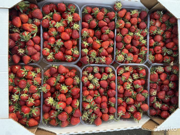 Клубника свежая с поля