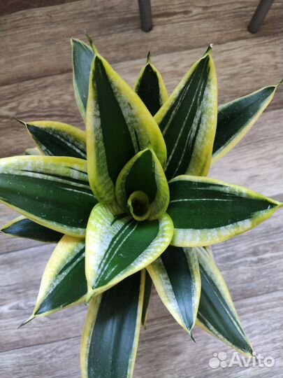 Сансевиерия Ханни Жаде Крео