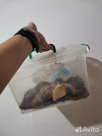 Улитка ахатина бесплатно