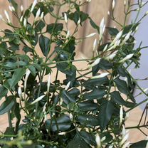 Жасмин многоцветковый