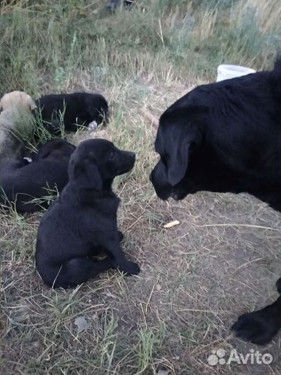 Щенки от лабрадора в добрые руки. Бесплатно