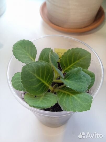 Глоксиния махровая Gregory Mendel