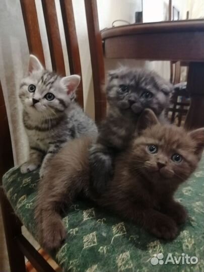 Шотландские котята