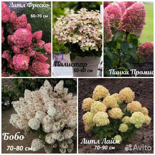 Гортензия разные сорта