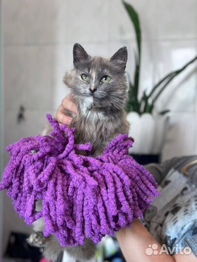 Кошка из приюта