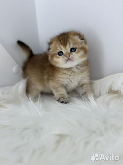 Шотландские вислоухие котята золотая шиншилла