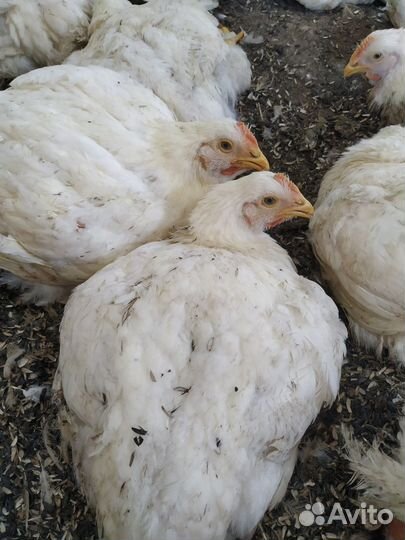 Куры бройлеры