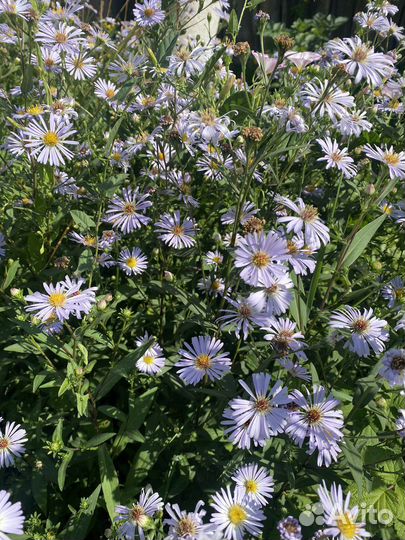 Октябринка голубая