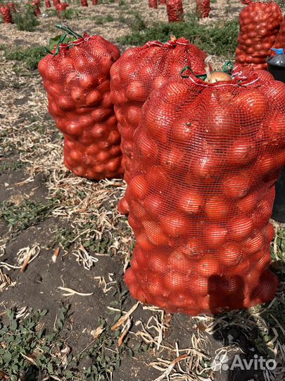 Лук репчатый