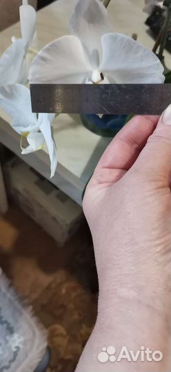 Орхидея фаленопсис