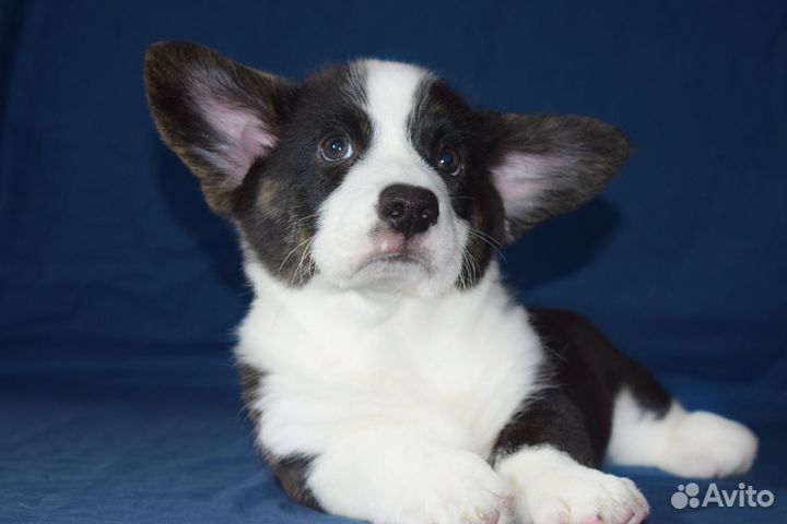 Щенки Вельш корги Кардиган