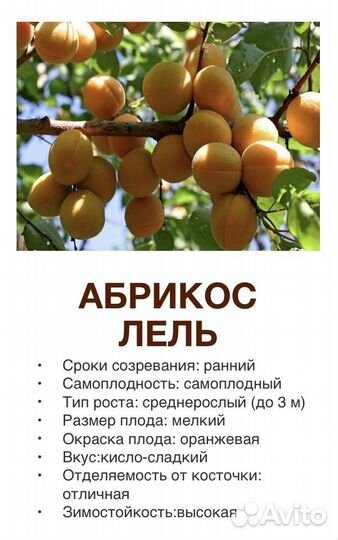 Саженцы абрикоса