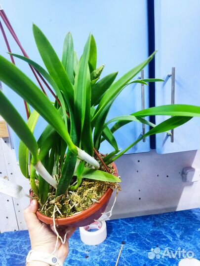 Орхидея. Каттлея Французкая Лиса