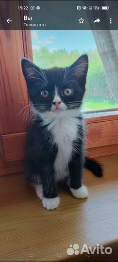 Котенок-спасеныш в добрые ручки