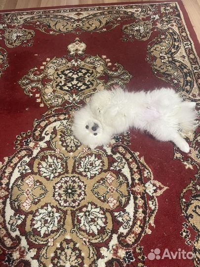 Померанский шпиц