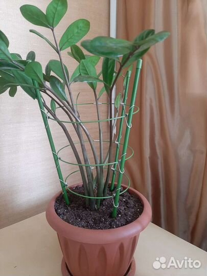 Замиокулькас