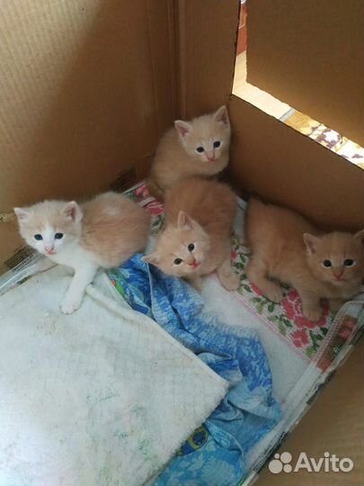 Рыжие котята