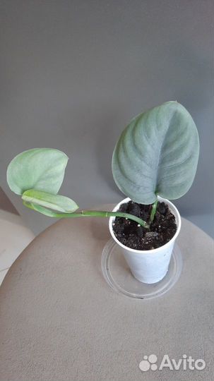 Сингониум ред спот триколор и др