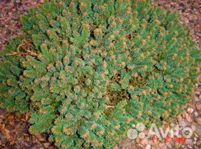 Ель обыкновенная 