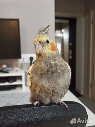 Корелла выкормыш