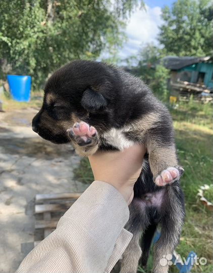 Щенок в добрые руки бесплатно