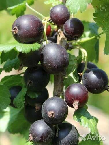 Инжир,азимина,смородина,мушмула,гранат,киви и др