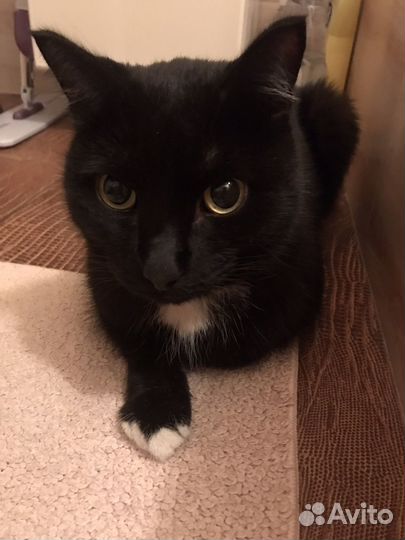 Передержка домашних животных