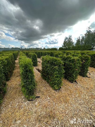 Инвестиции в питомник растений