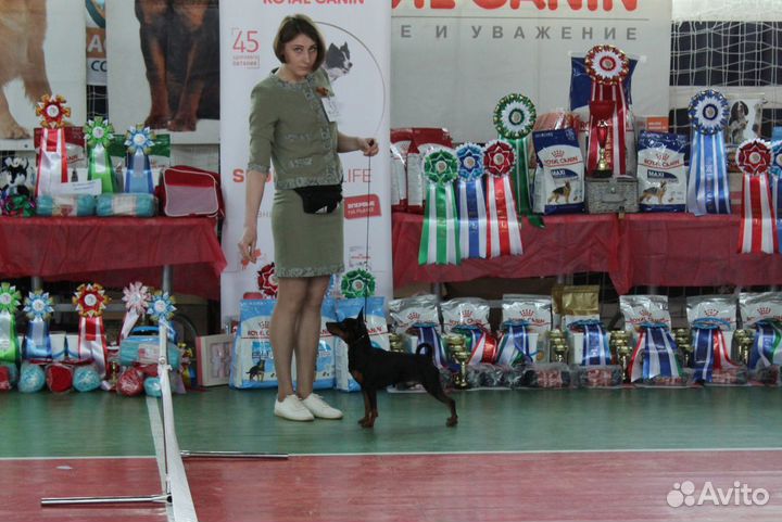 Вязка цвергпинчер