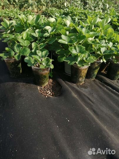 Рассада клубники