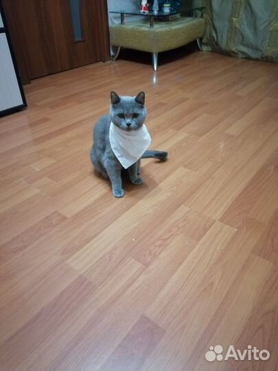 Кошка в добрые руки