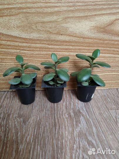 Толстянка, Эхеверия