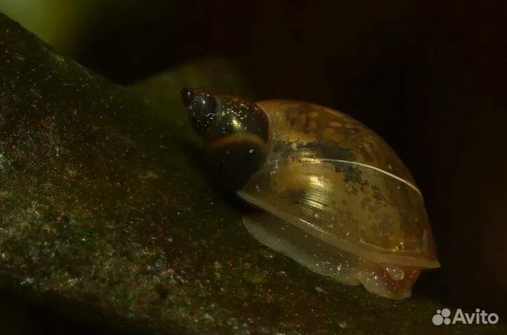 Улитки Хелен