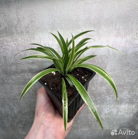 Хлорофитум вариегатный