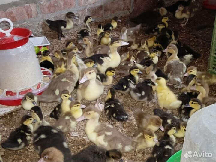 Утята подрощенные