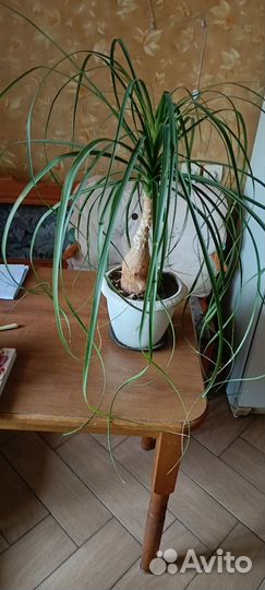 Бокарнея нолина