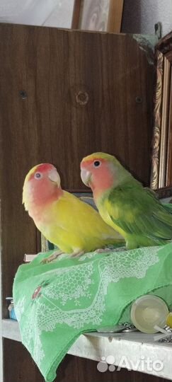 Попугай неразлучники ручные