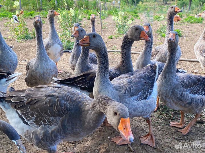 Гуси крупно серые домашние